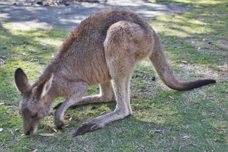 09_2_känguru
